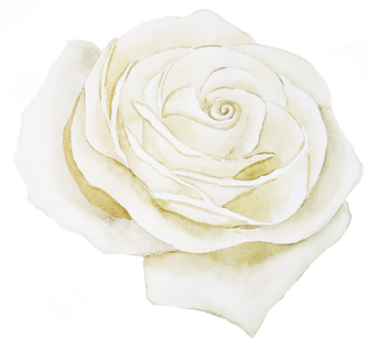  Watercolor White Rose Flower